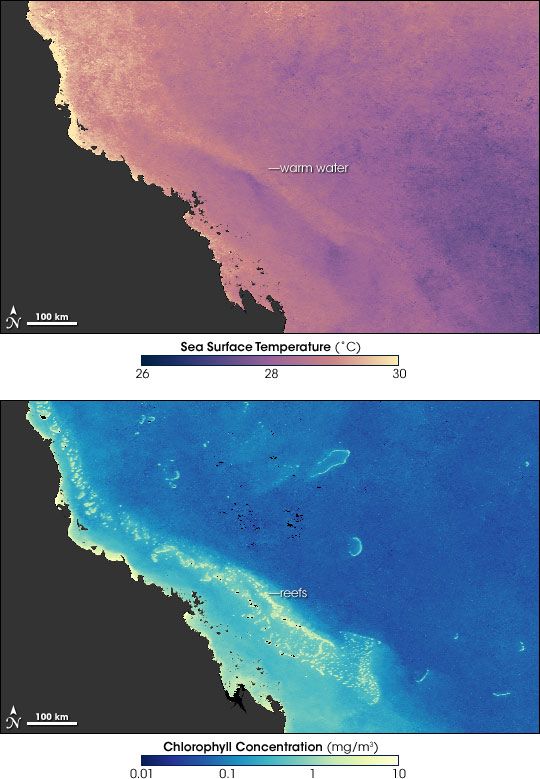 situación de la Gran Barrera de coral en Australia por causa del calentamiento global