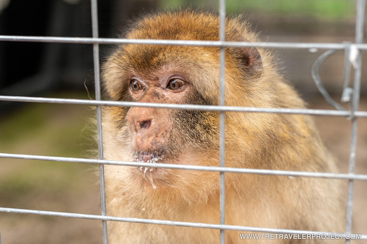 Mono capuchino explotado para turismo animal mediante la venta de fotos por dinero